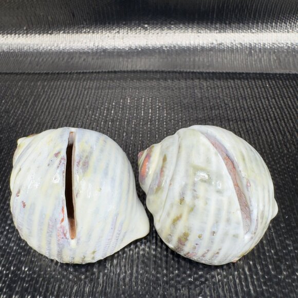 Hand Made Card Holder Stoneware Shell Conch Set 2 Decorative Hand Crafted Figure - Picture 10 of 12